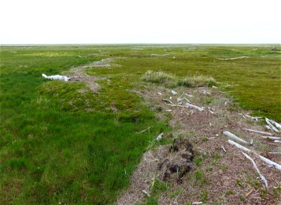 Storm surge wrack line photo