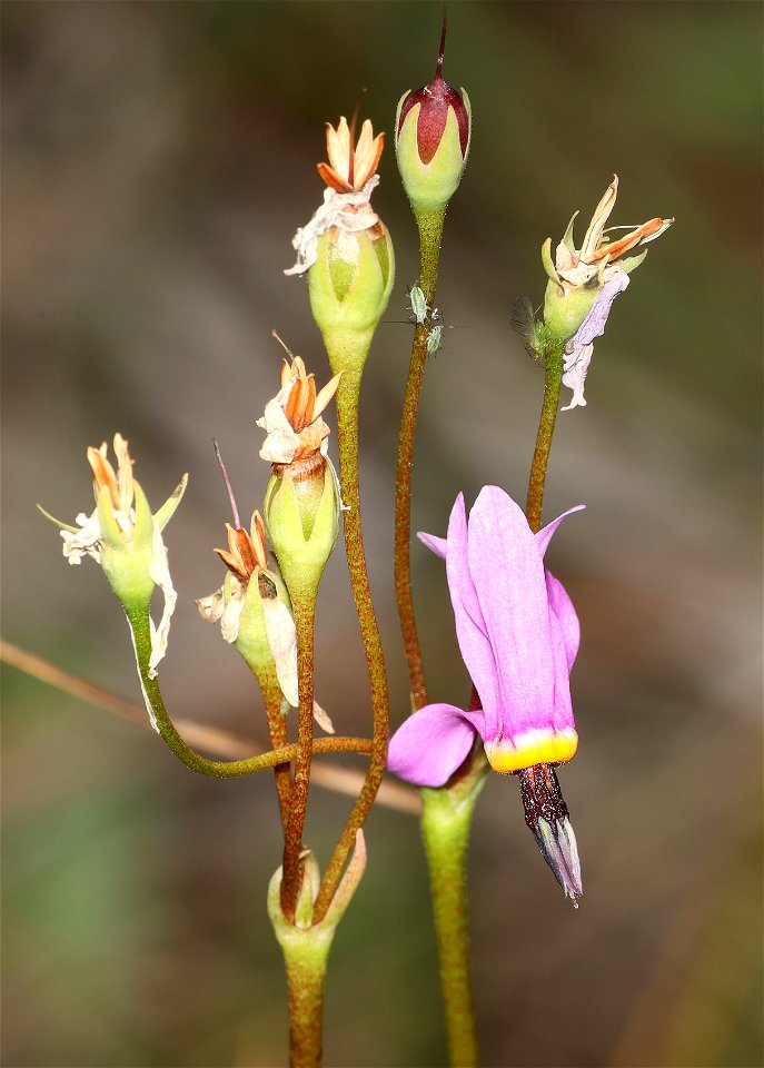 Dodecatheon jeffreyi (Sierra Shooting Star) (05-15-2022) near merlin exit of I-5, josephine co, or (2)