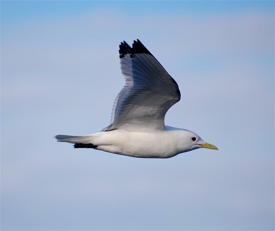 Black-legged Kittiwake photo