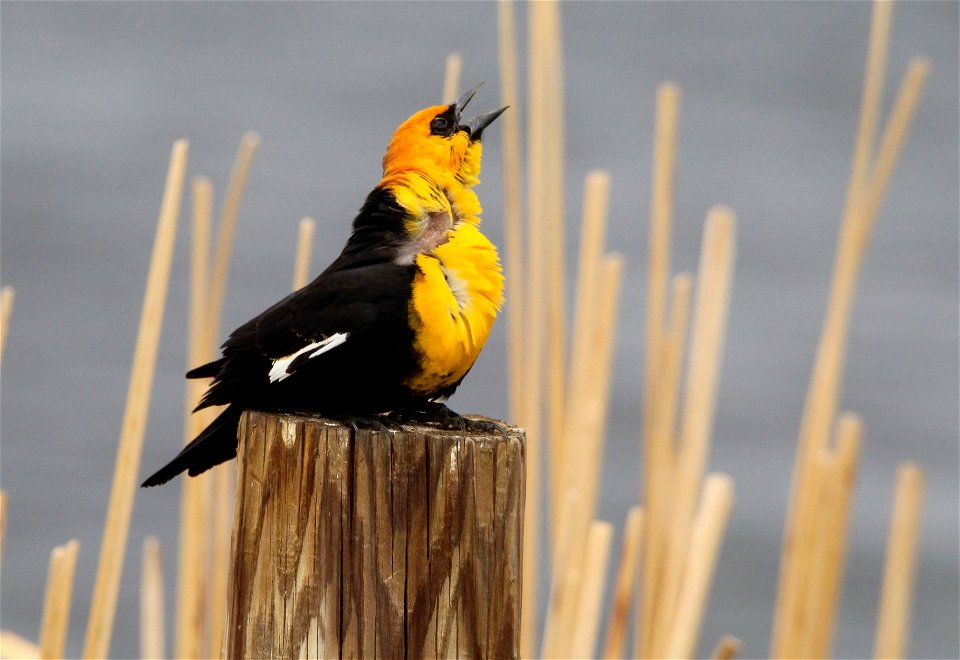 Yellow-headed Blackbird Huron Wetland Management District South Dakota photo