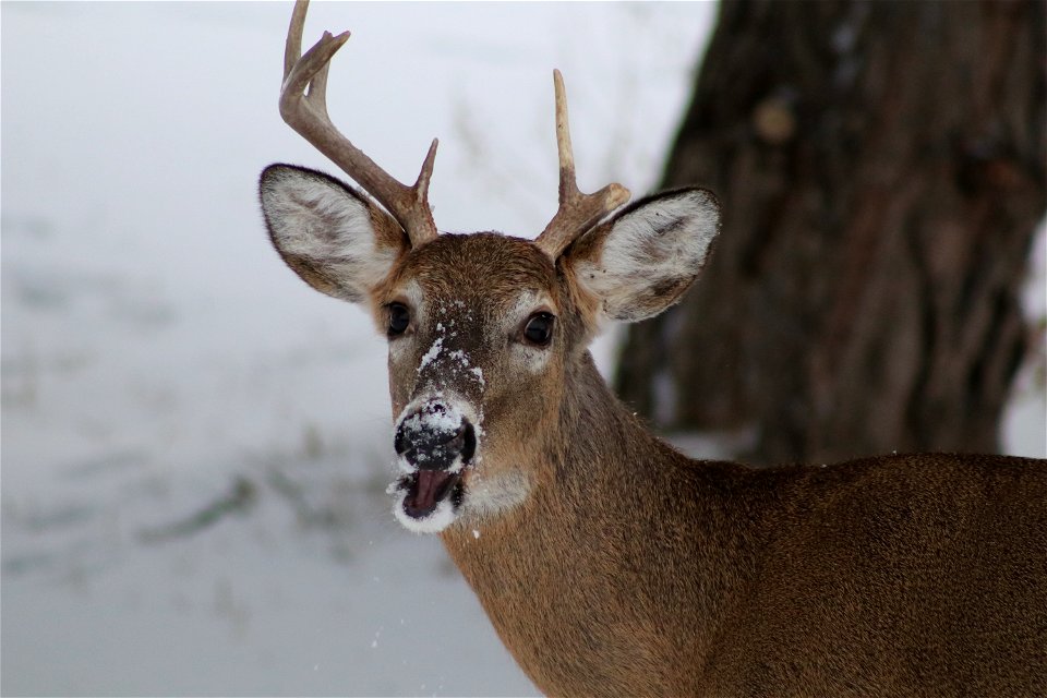 White-tailed Deer Karl E. Mundt National Wildlife Refuge photo