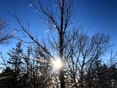 Sunburst Through Frosted Branches