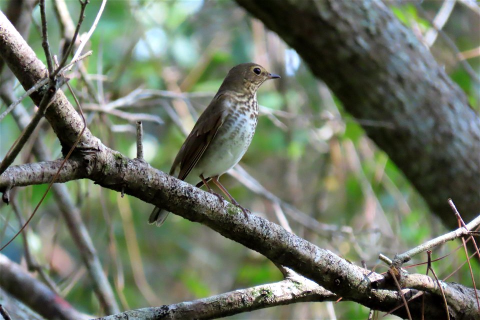 Swainson's Thrush
