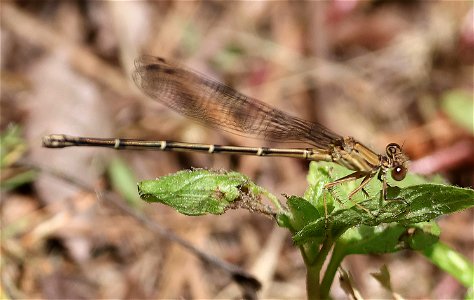 DANCER, VARIABLE (Argia fumipennis) (05-13-2023) cape fear botanical gardens, fayettville, cumberland co, nc -01
