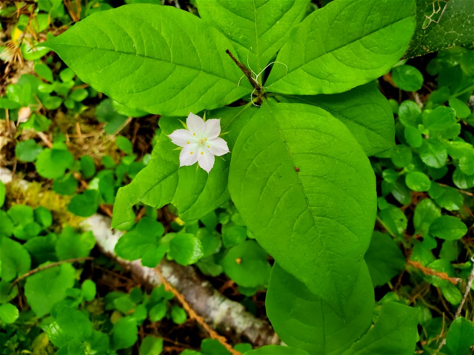 Pacific starflower along the Old Sauk Trail, Mt. Baker-Snoqualmie National Forest. Photo by Anne Vassar May 17, 2021.