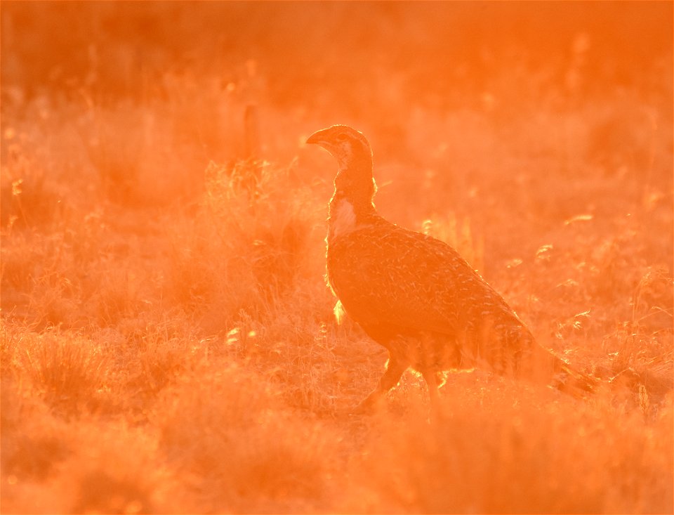 Greater sage-grouse at Seedskadee National Wildlife Refuge