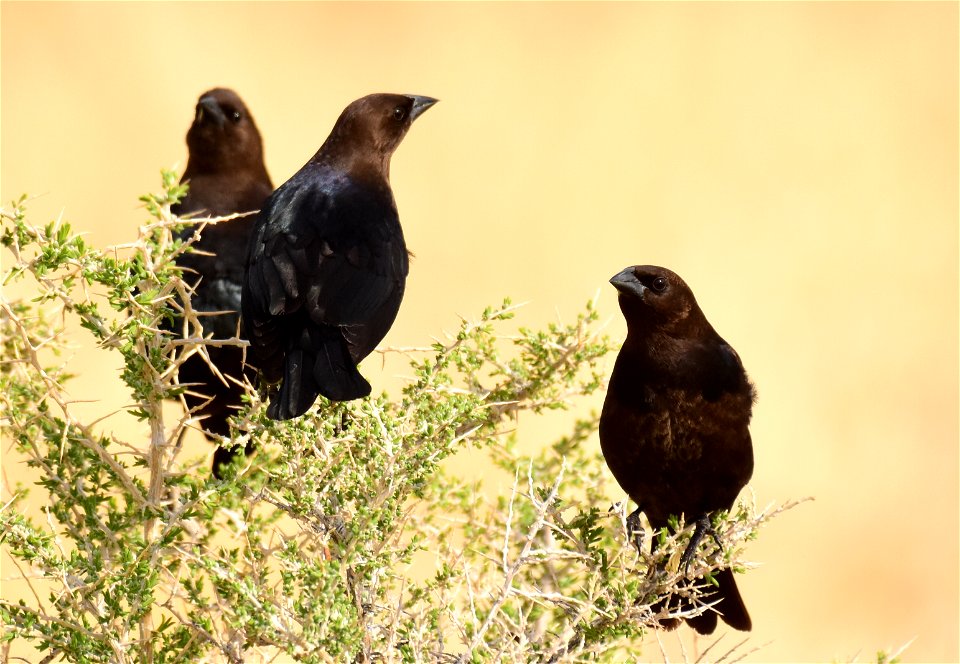 Brown headed cowbird at Seedskadee National Wildlife Refuge