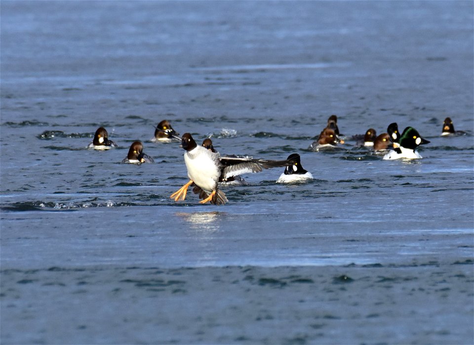 Common goldeneye at Seedskadee National Wildlife Refuge