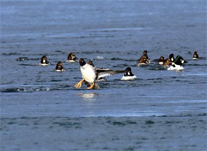 Common goldeneye at Seedskadee National Wildlife Refuge