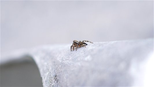 Phlegra fasciata (Gebänderter Bodenspringer) 1