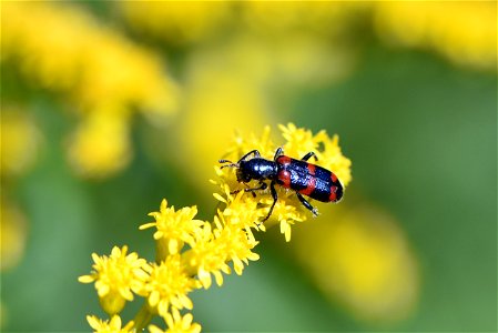 Red-blue checkered beetle on goldenrod photo