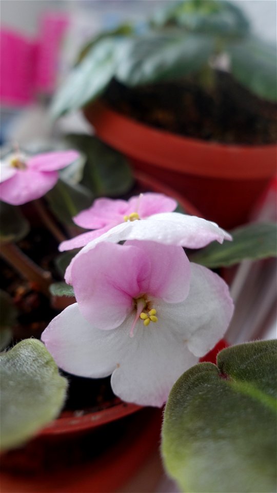 violets_2023_0214_125713 photo