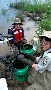 Service employee Mary Henson and Hanna Mello (USGS - LaCrosse), at Hog Island Creek, filling trays with silty sediment to be used in a study to determine the amount of lampricide in sediment and water photo