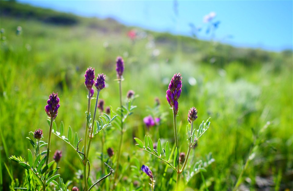 Vetch on the National Elk Refuge