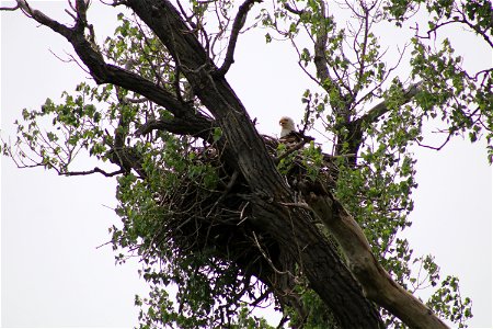American Bald Eagle in Nest on Karl E. Mundt National Wildlife Refuge South Dakota