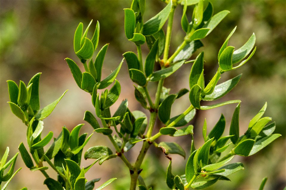 Larrea tridentata