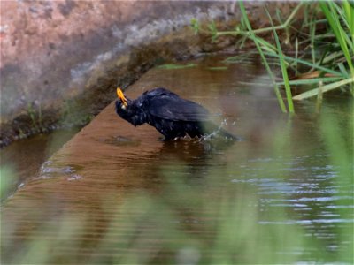 Bathing Blackbird - cropped photo