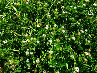 Trifolium squamosum L., 1759