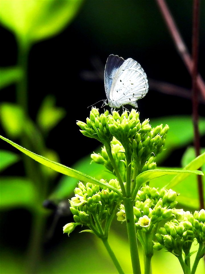 Summer Azure on Dogbane Flower