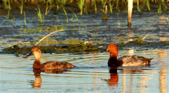 Rehead Duck Pair Huron Wetland Management District photo