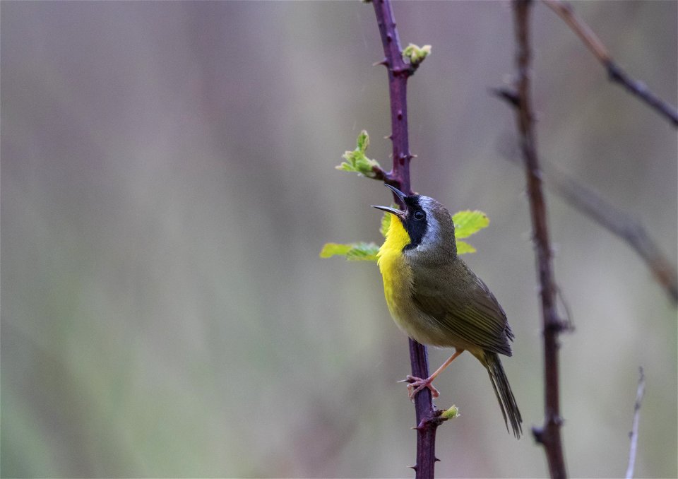 Common yellowthroat