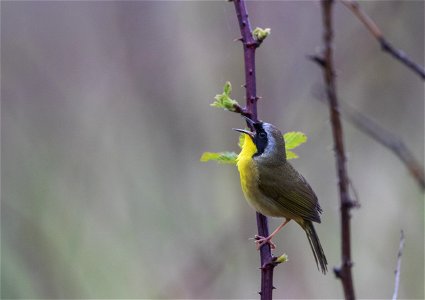Common yellowthroat photo