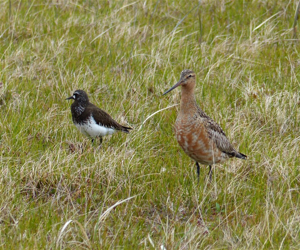 Black Turnstone & Bar-tailed Godwit