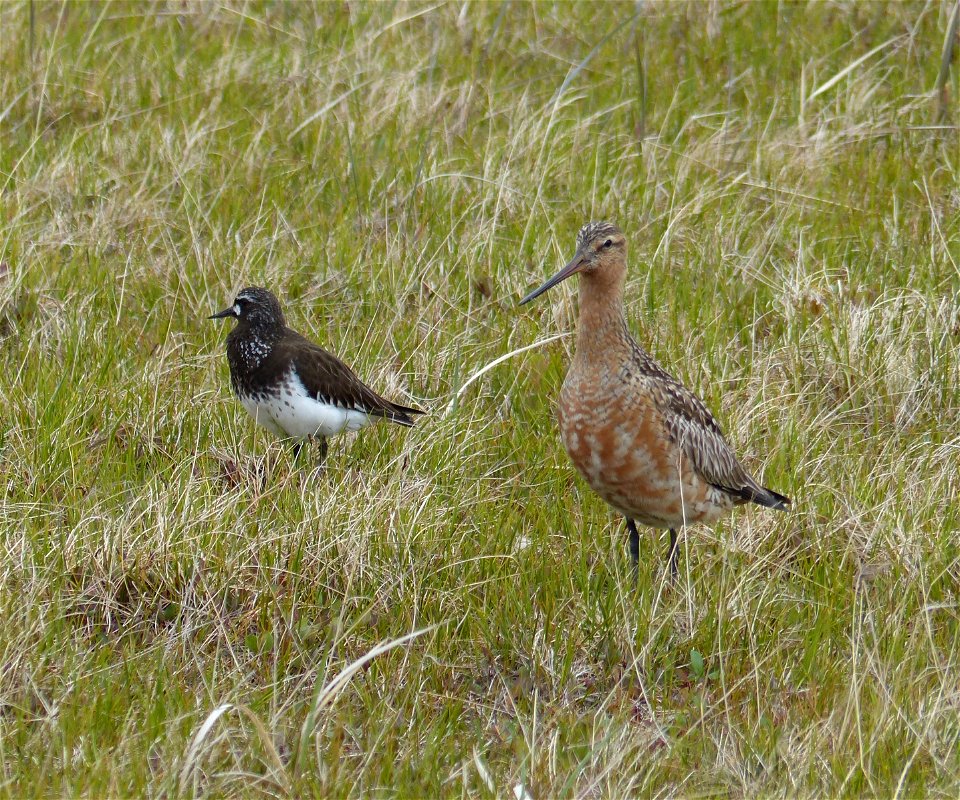 Black Turnstone & Bar-tailed Godwit photo