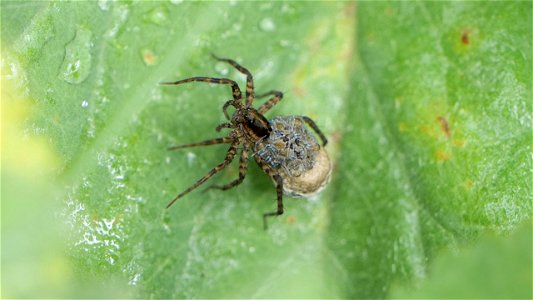 Pardosa sp. mit Kokon und Jungspinnen