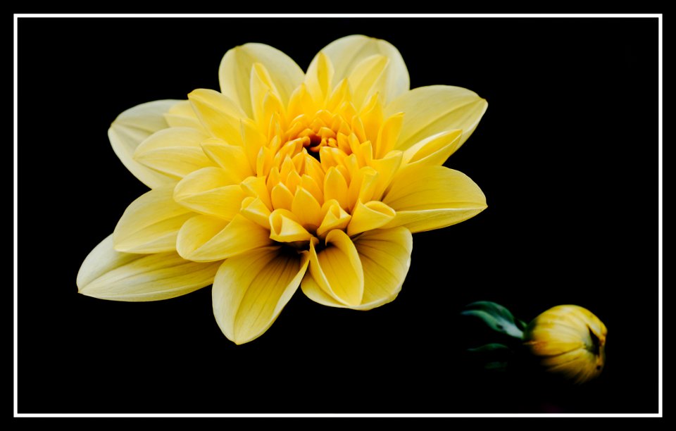 Dahlia (full resolution if you like)