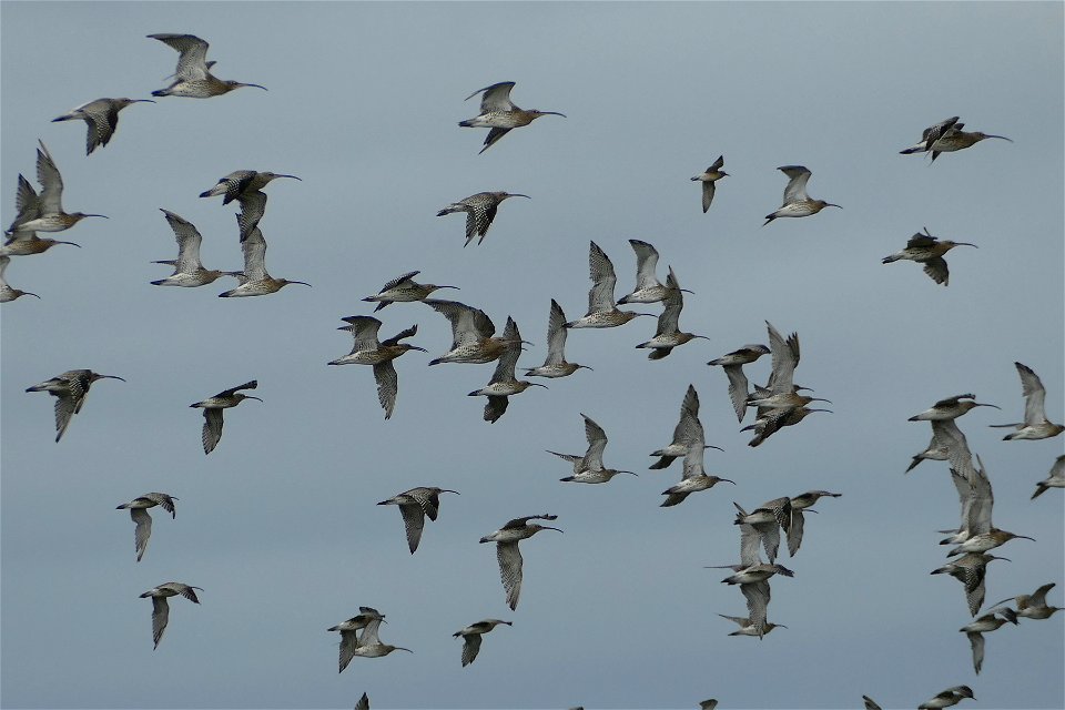 Curlews in Flight for WW photo
