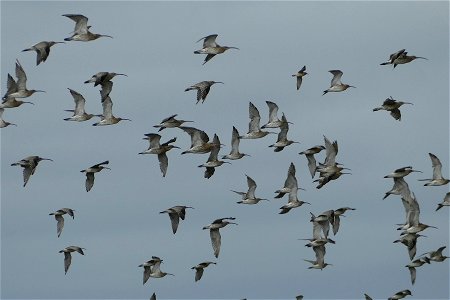 Curlews in Flight for WW photo