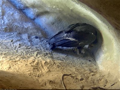 California condor chick hatching.