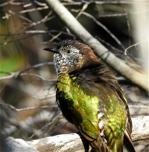 Shining bronze-cuckoo