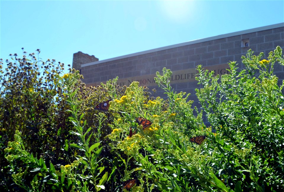 Tagged monarchs store up on nutrients before heading south! photo