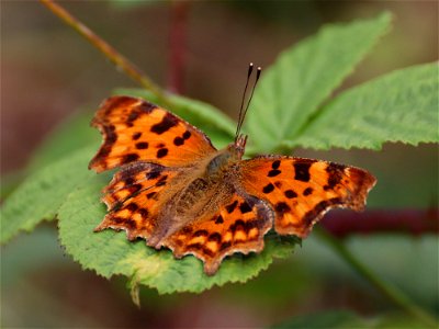 Comma Butterfly. photo