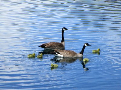 Canada Geese and Goslings photo
