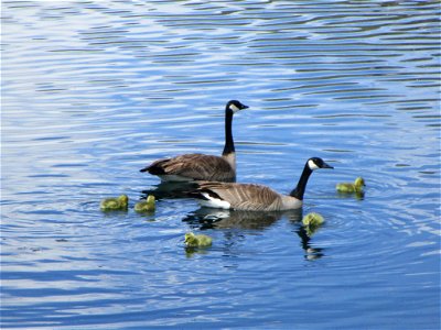 Canada Geese and Goslings