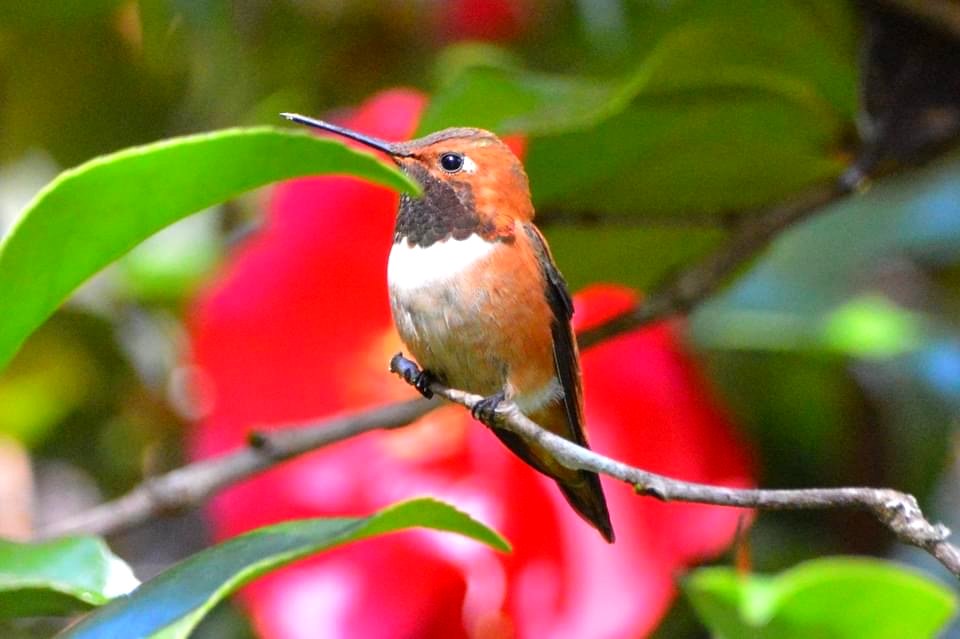 Rufus Humming bird - Selasphorus rufus