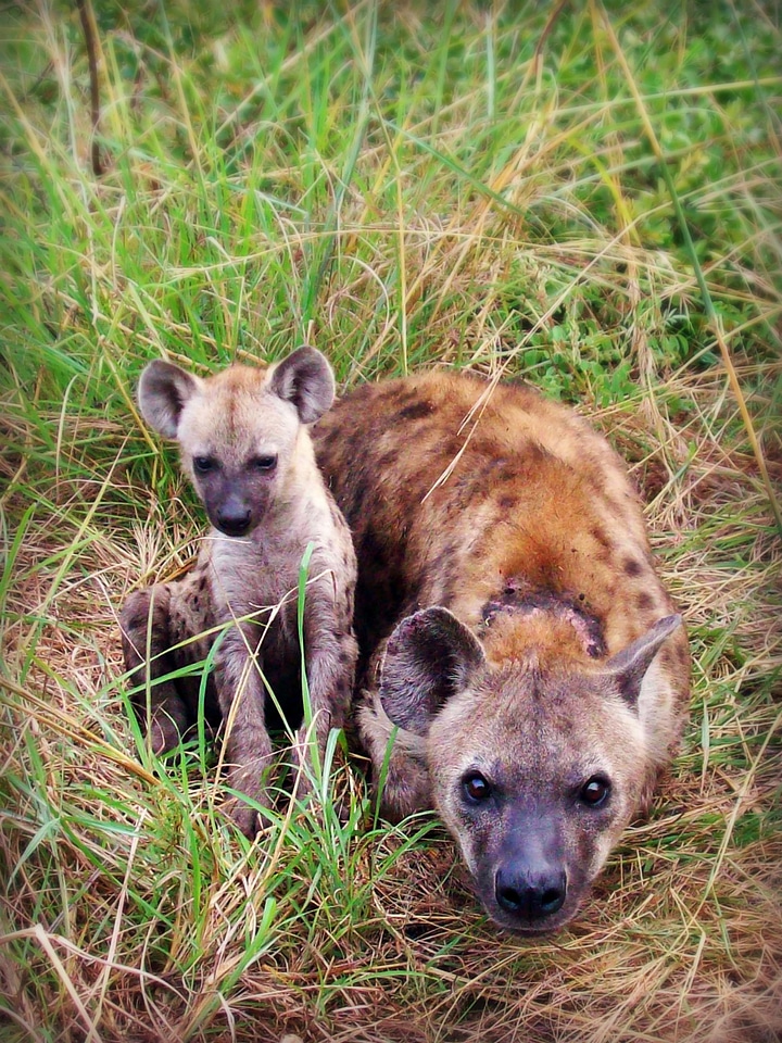 Africa south africa spotted hyena photo