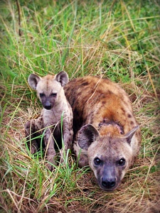 Africa south africa spotted hyena photo