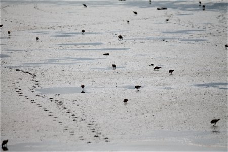 Shorebirds photo