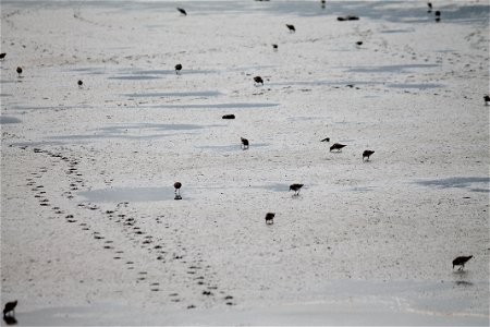 Shorebirds