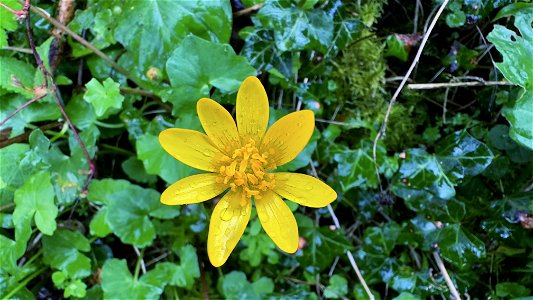 Celandine Lesser celandine (Ficaria verna subsp. verna)