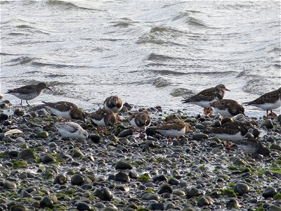 Ruddy Turnstones Plus