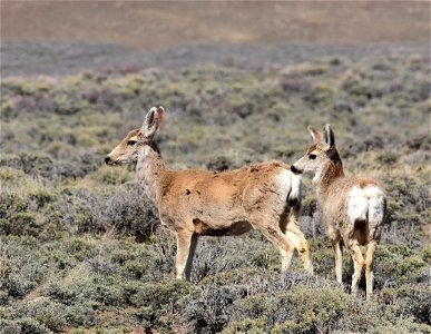 Mule deer near Arapaho National Wildlife Refuge Colorado