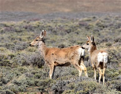 Mule deer near Arapaho National Wildlife Refuge Colorado photo