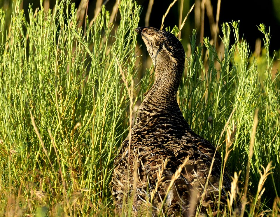 Greater sage-grouse at Seedskadee National Wildlife Refuge