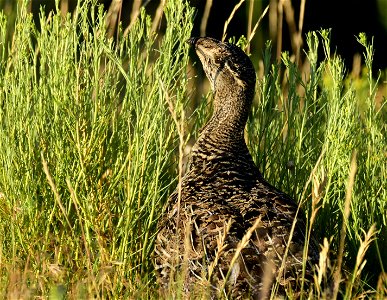 Greater sage-grouse at Seedskadee National Wildlife Refuge