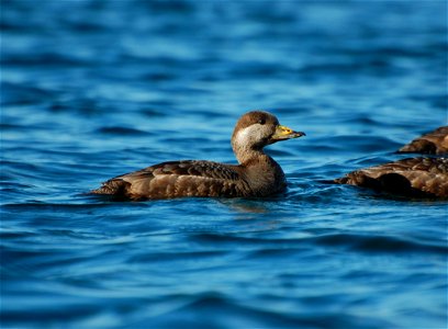 Black Scoter